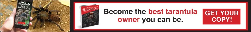 16494 tarantula online purchase