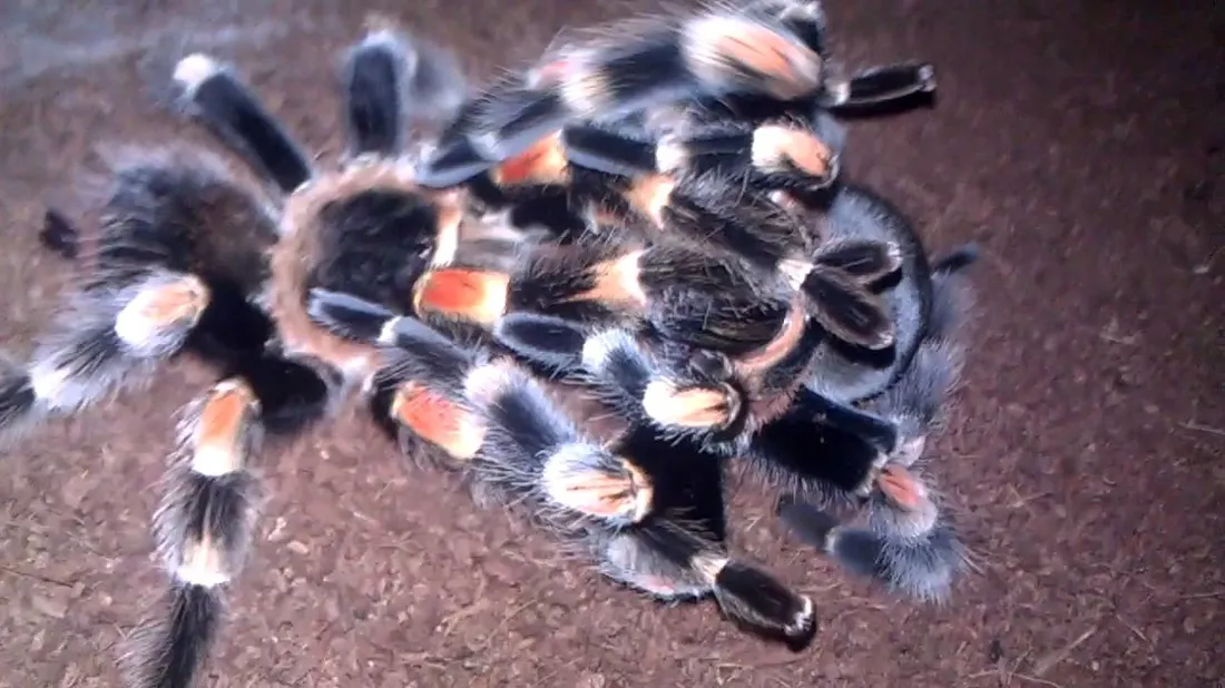 16498 mexican red knee tarantula breeding 2