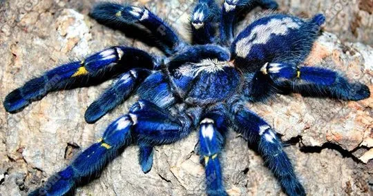 16499 gooty sapphire tarantula habitat