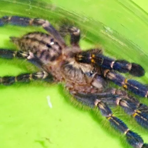 16499 gooty sapphire tarantula health