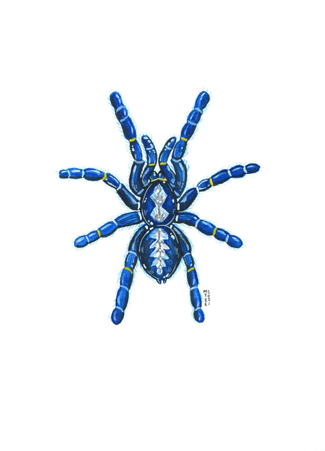 /img/16499-gooty-sapphire-tarantula-safety.webp