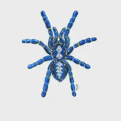/img/16499-gooty-sapphire-tarantula-safety.webp