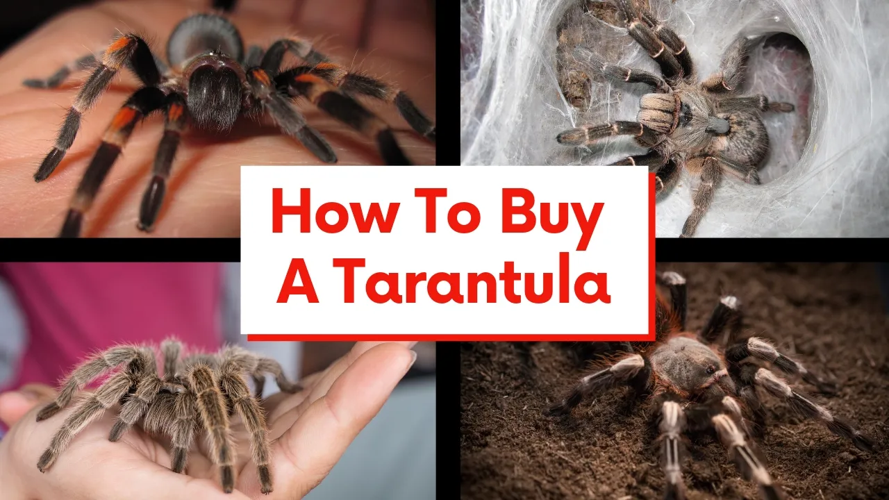 16500 tarantula online