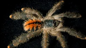 /img/16501-pink-toe-tarantula-health.webp