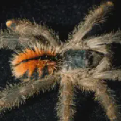/img/16501-pink-toe-tarantula-health.webp