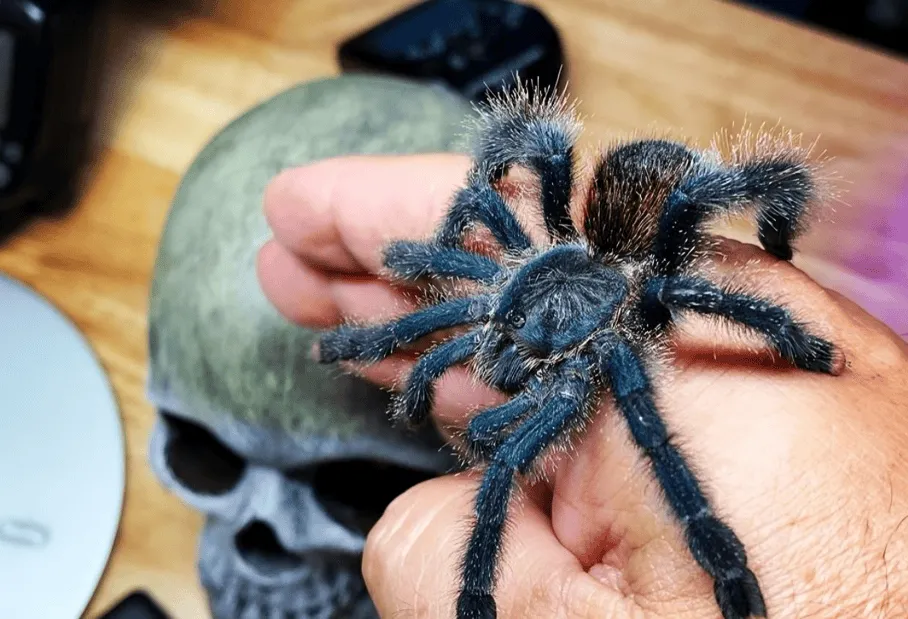 16501 pink toe tarantula molting