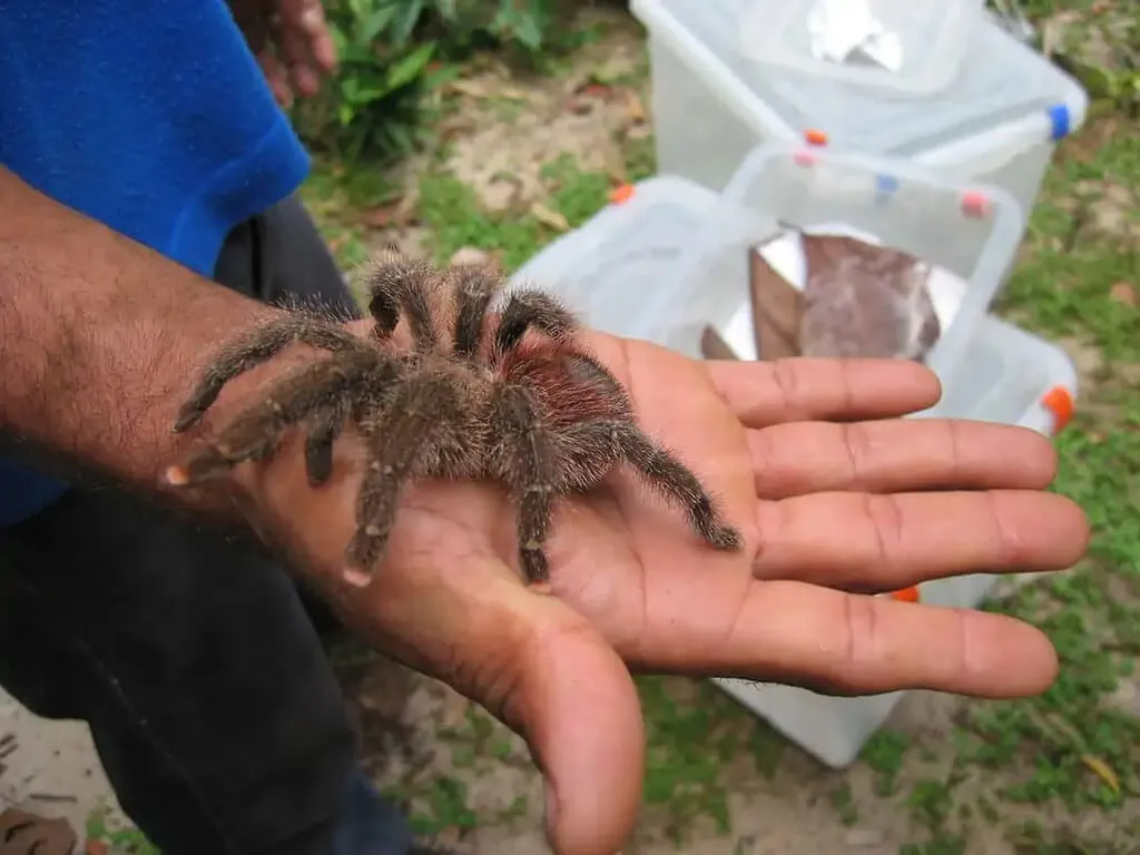 16501 pink toe tarantula prey