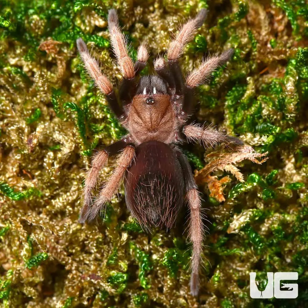 /img/16503-tarantula-molting-eyes.webp