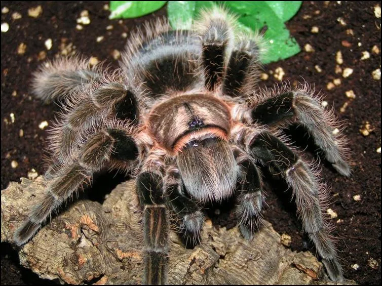 /img/16504-curly-hair-tarantula-enclosure.webp