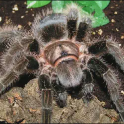 /img/16504-curly-hair-tarantula-enclosure.webp