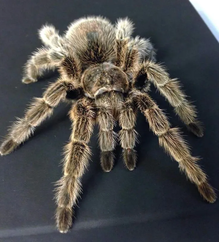 16505 pedersons tarantula enclosure