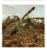 16505 pedersons tarantula habitat