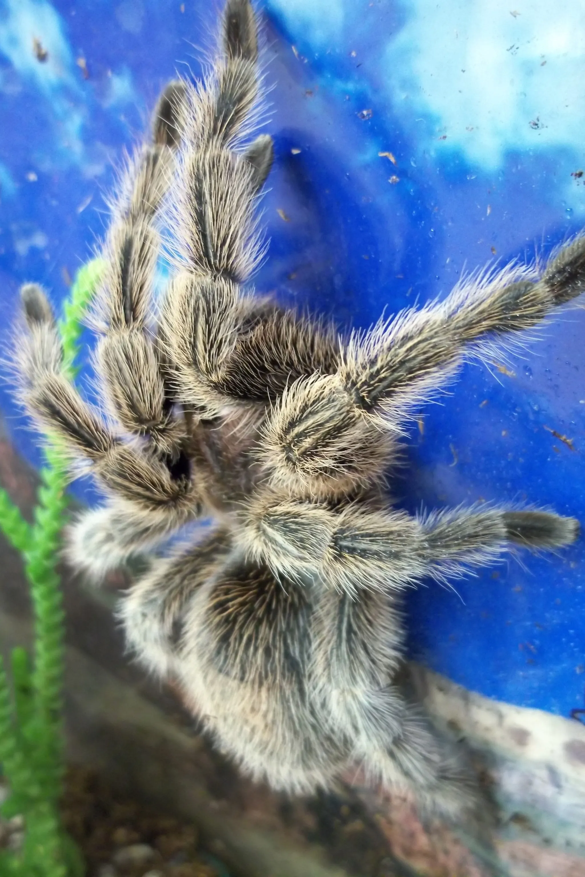 16505 pedersons tarantula handling