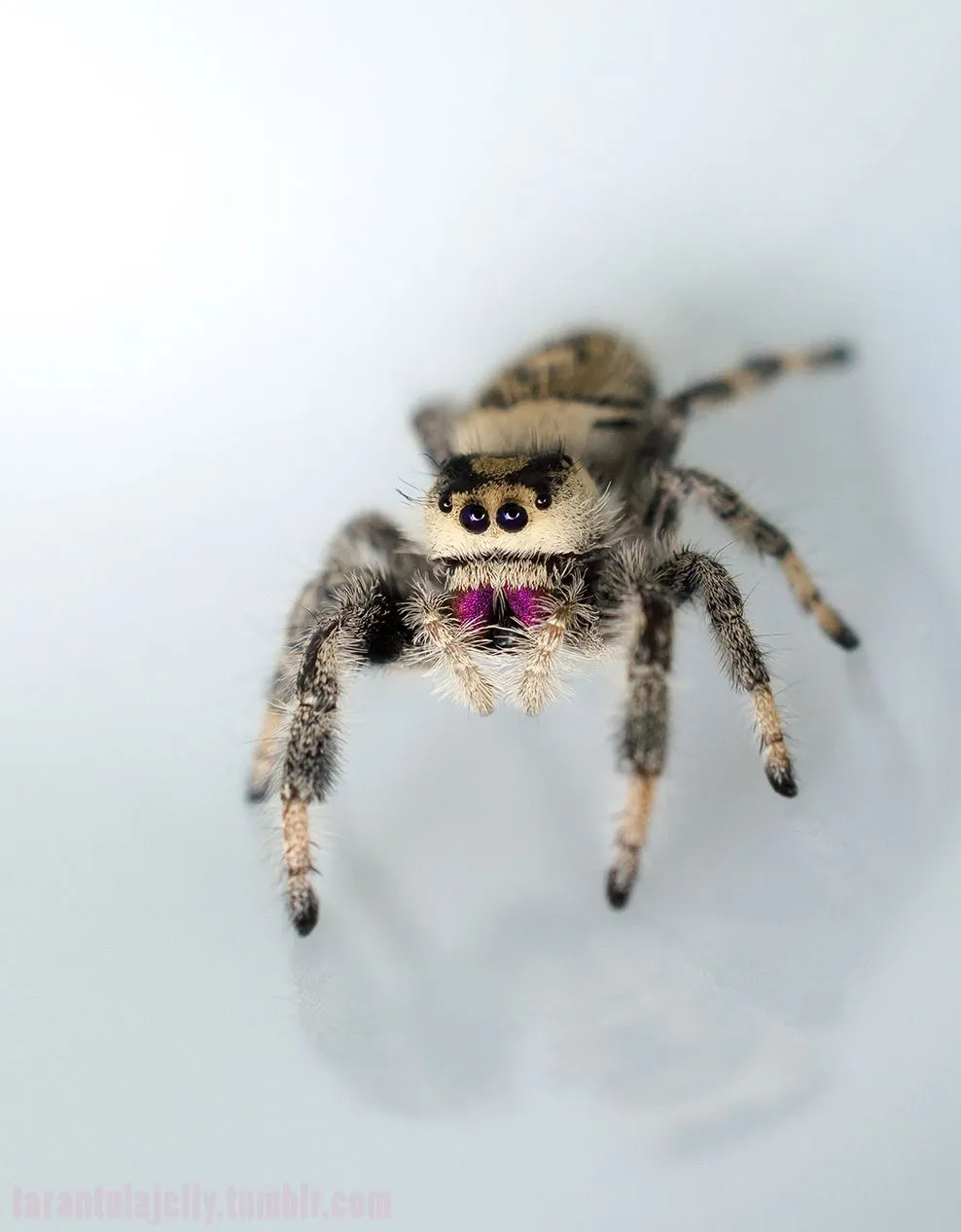 16505 pedersons tarantula molting