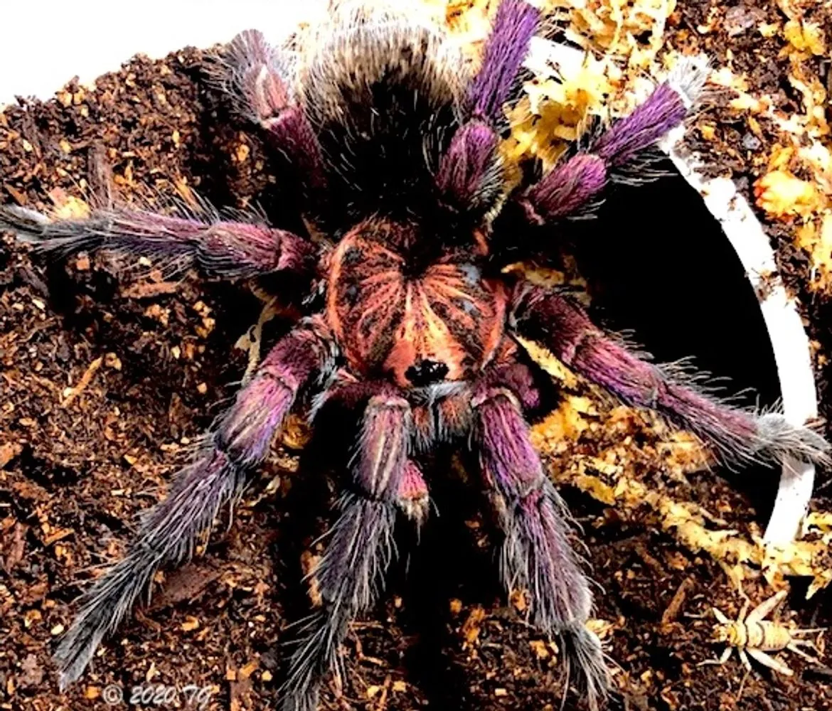 16505 pedersons tarantula size