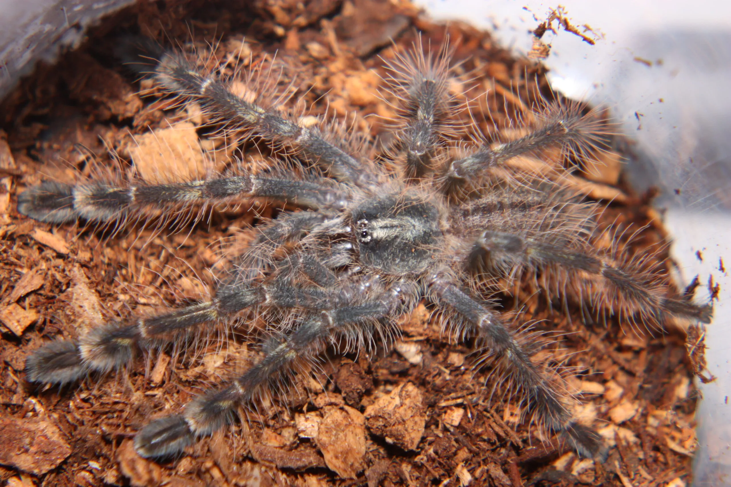 /img/16505-pedersons-tarantula-water.webp