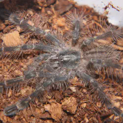 /img/16505-pedersons-tarantula-water.webp