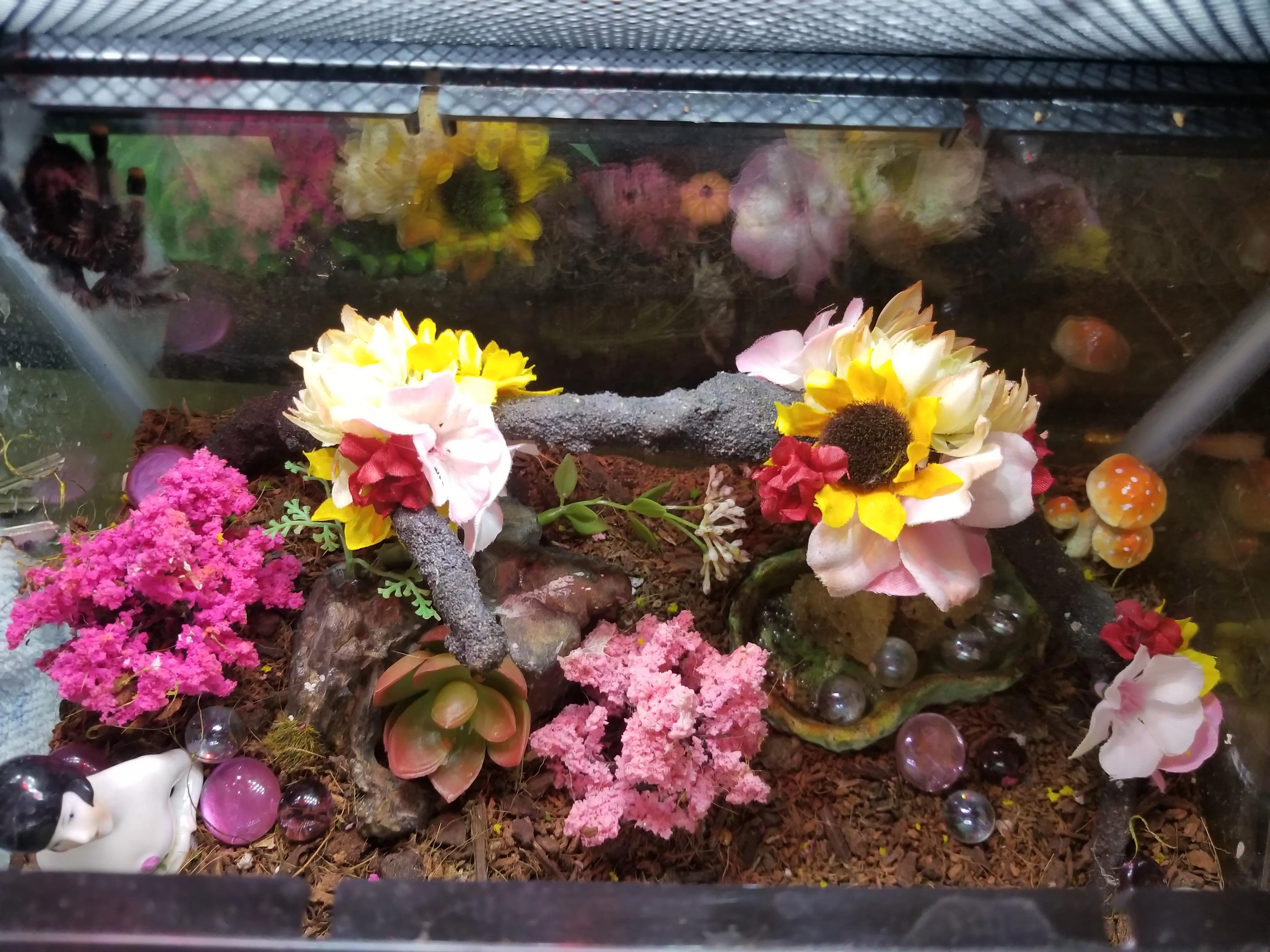 16506 acrylic tarantula enclosure