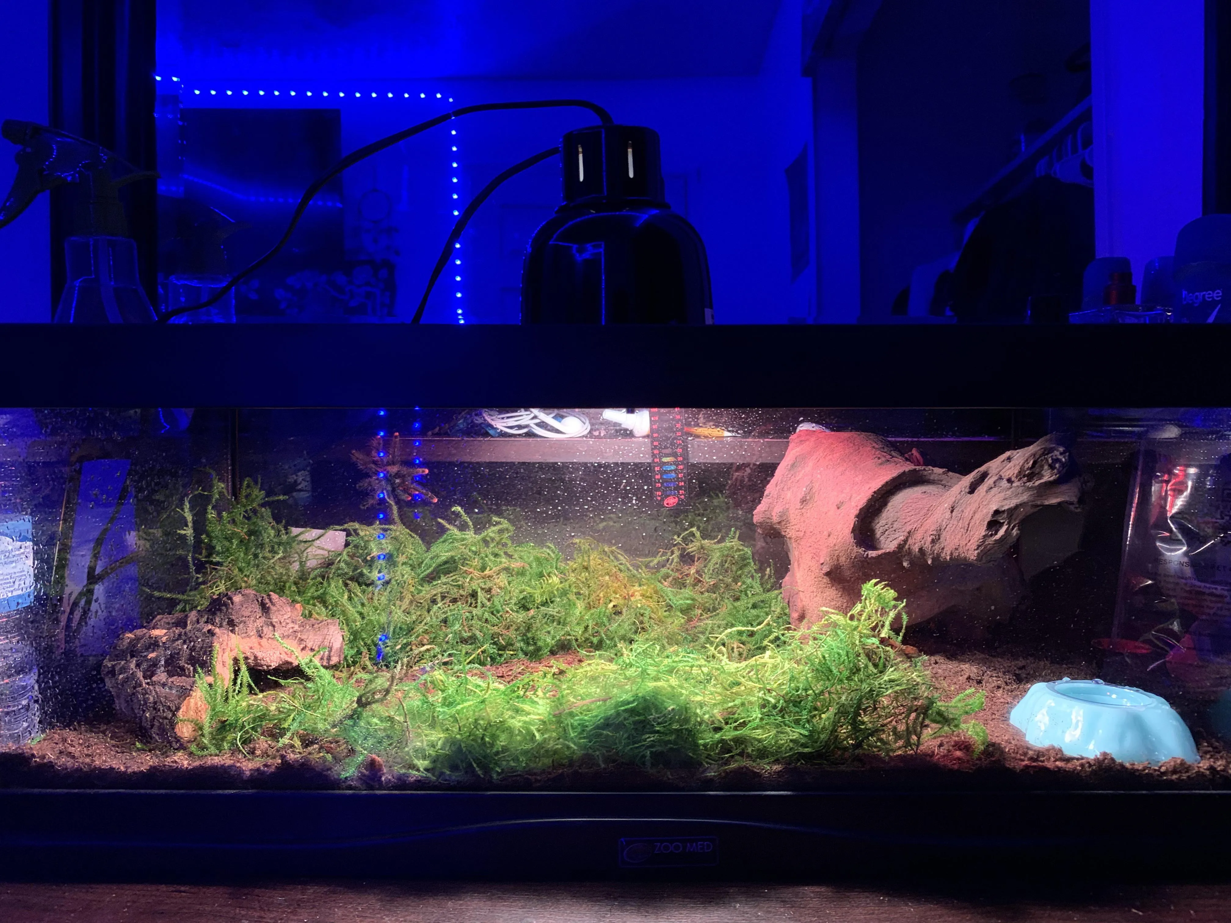 16506 glass tarantula enclosure