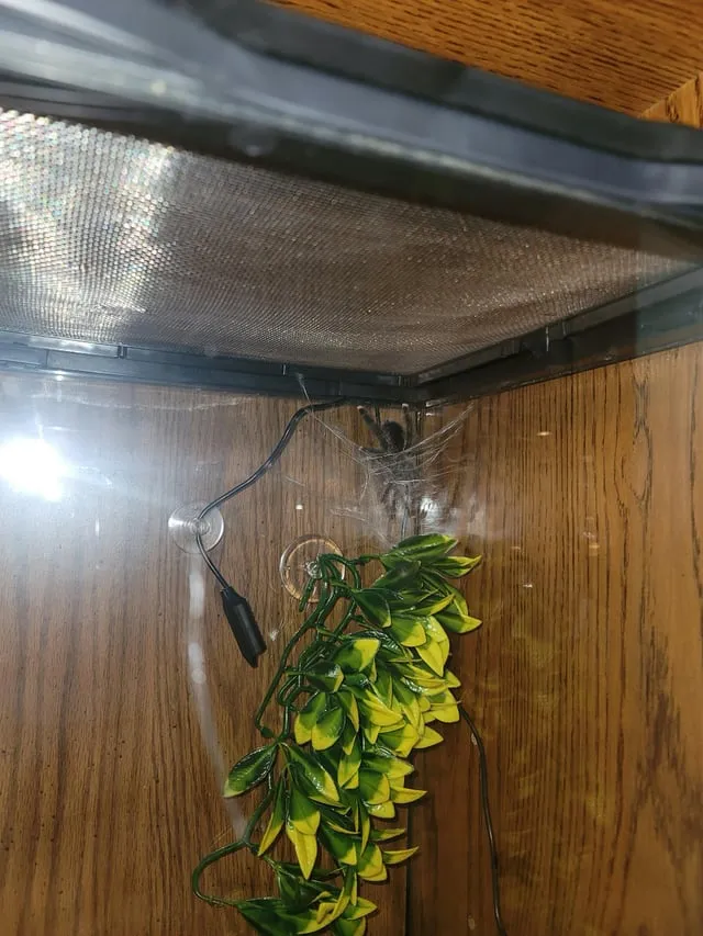 16506 pink toe tarantula enclosure size