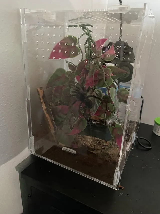 16506 pink toe tarantula substrate