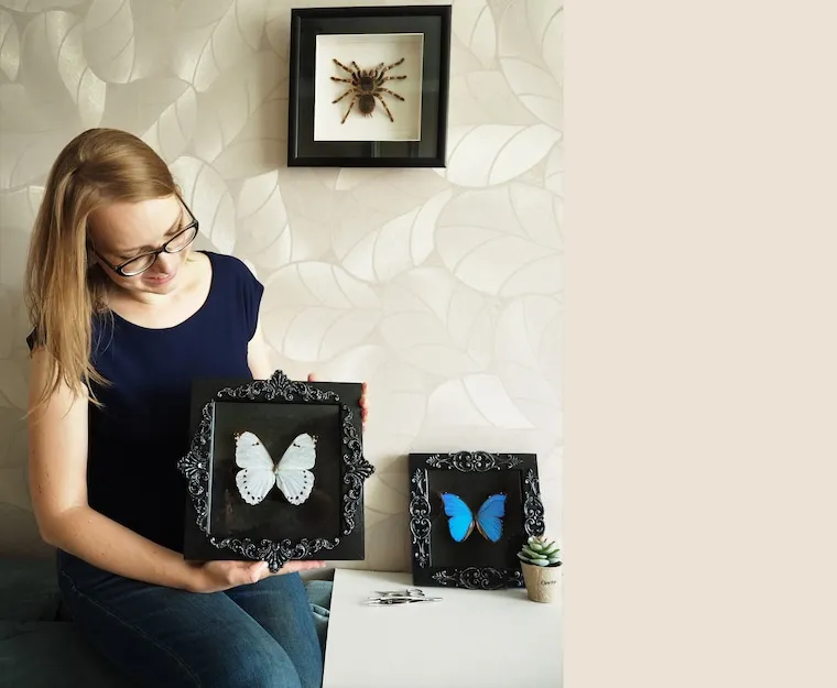 16508 cobalt blue tarantula