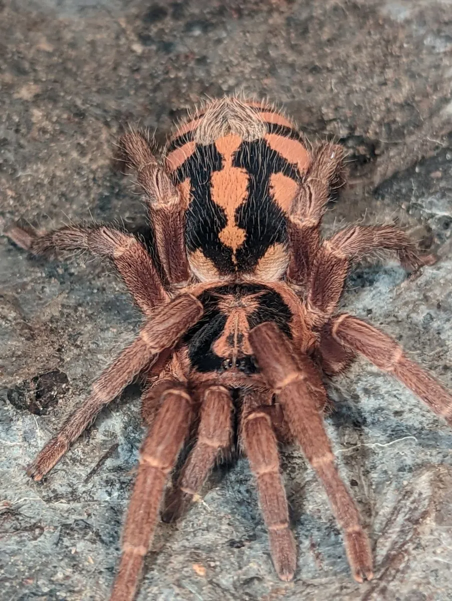 16508 mexican red knee tarantula