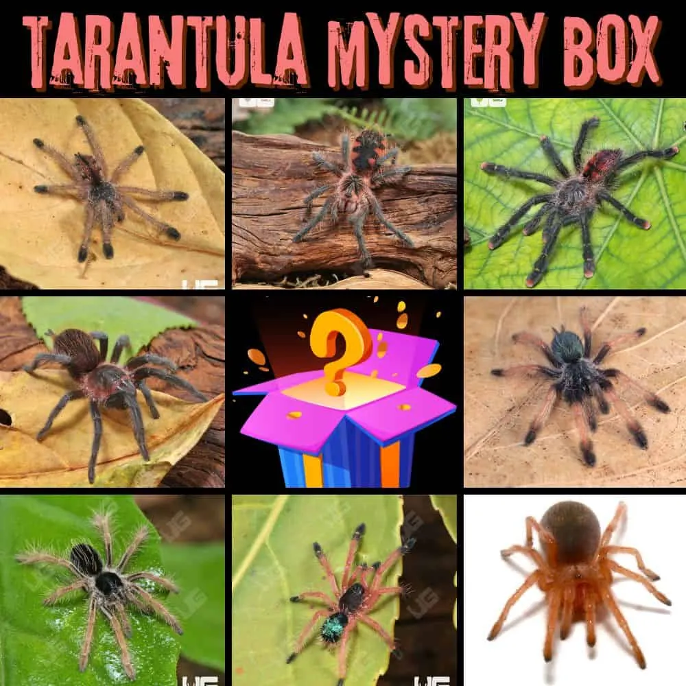 16508 tarantula mystery box usa