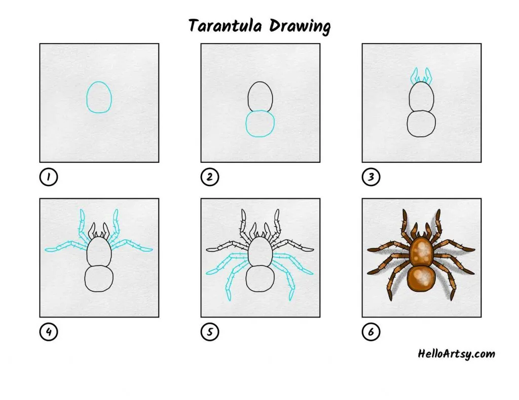 16510 tarantula anatomy