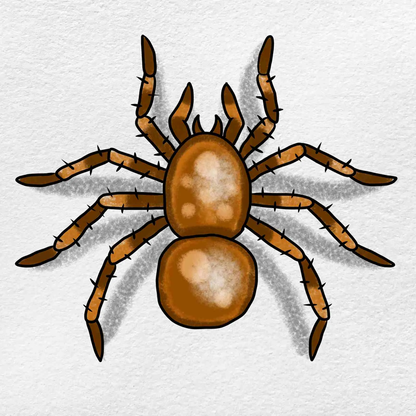 16510 tarantula body sketch
