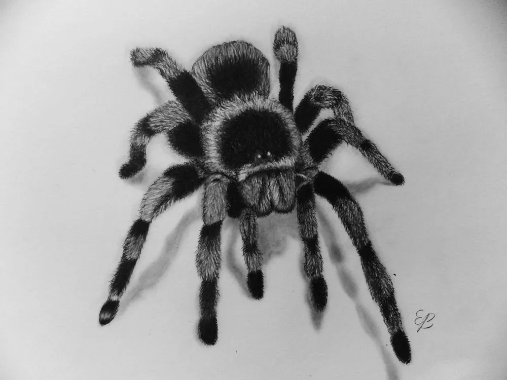 16510 tarantula drawing supplies