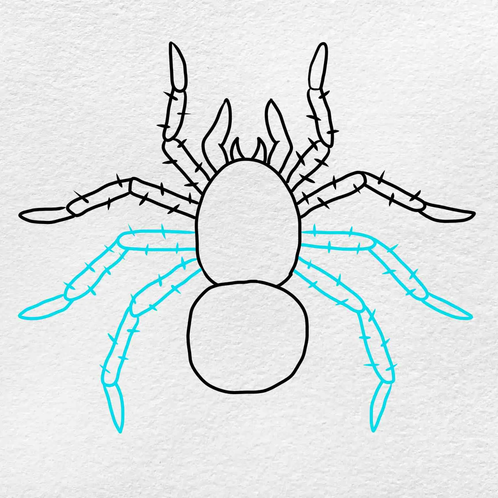 16510 tarantula leg drawing