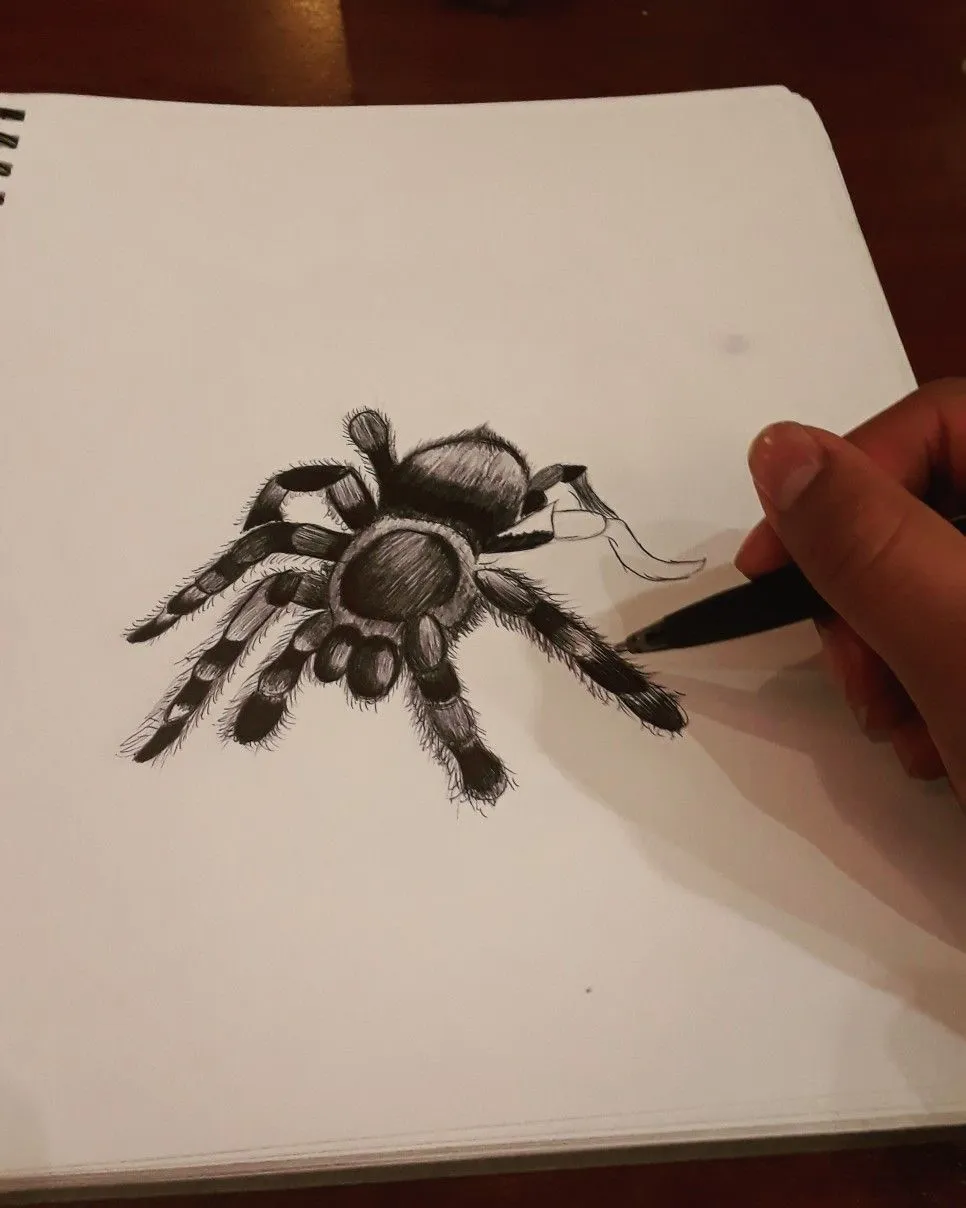 16510 tarantula pedipalps