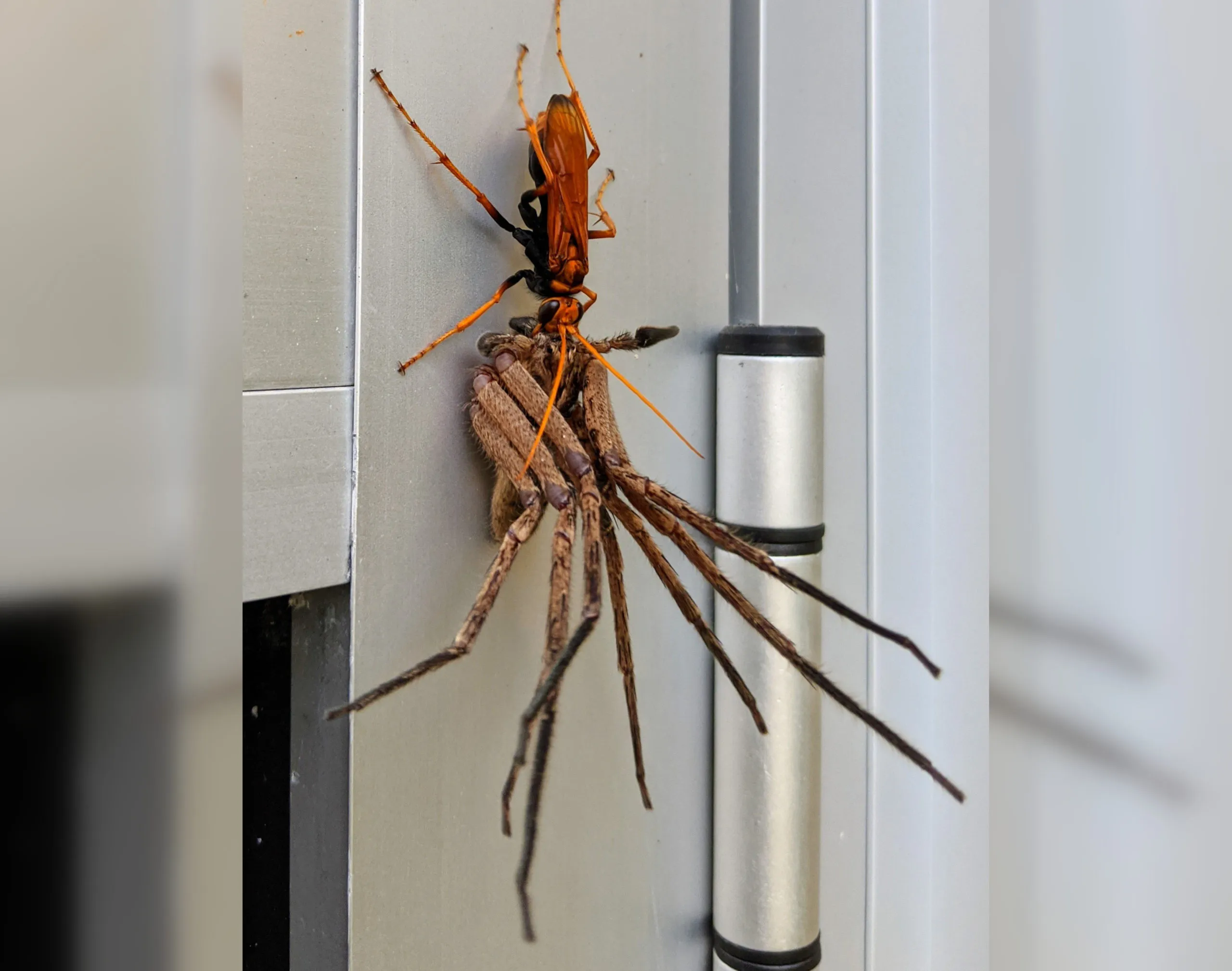 16512 paralyzed tarantula