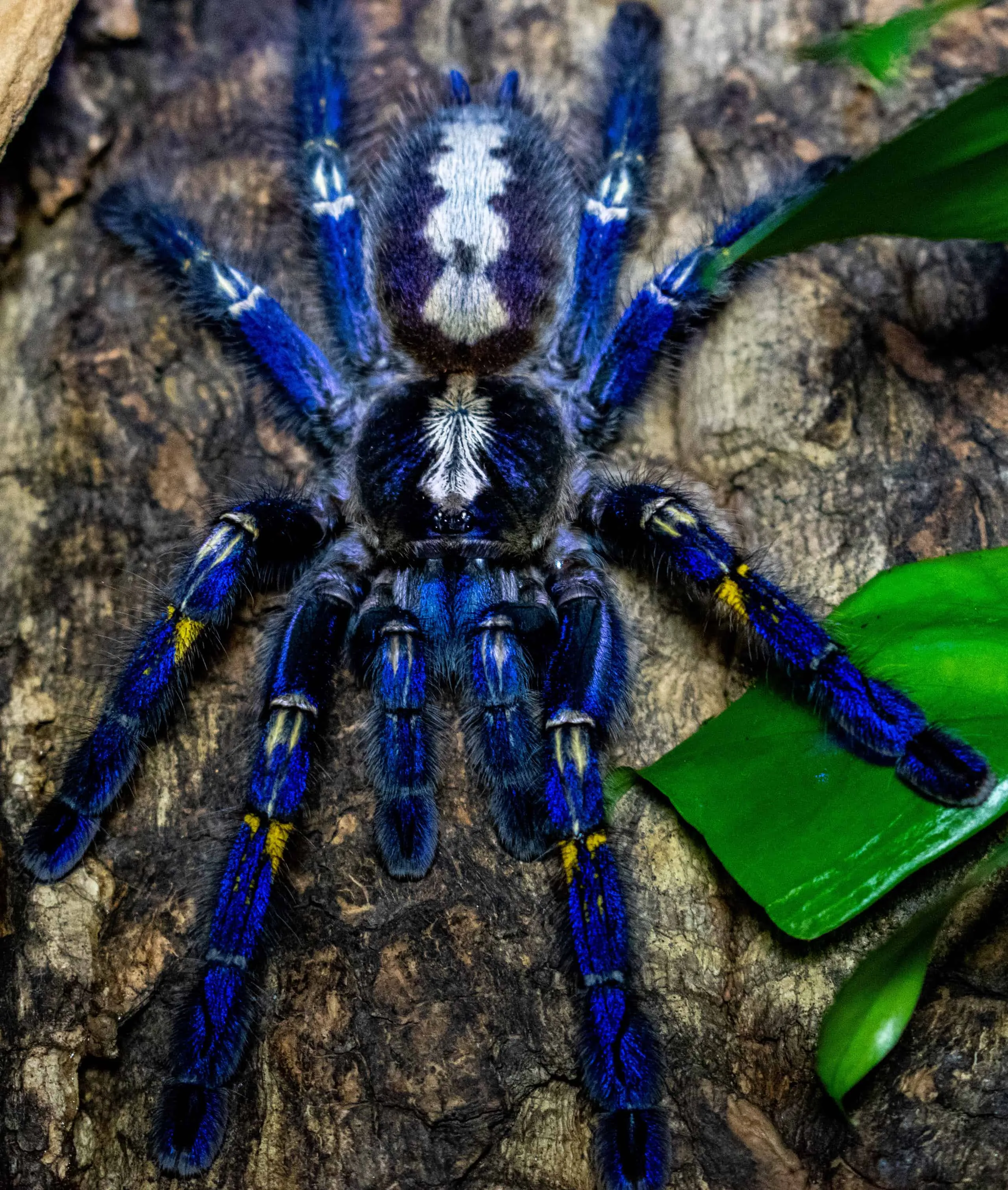 16514 tarantula spider
