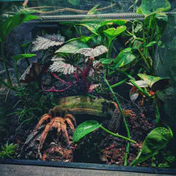 /img/16516-healthy-rose-hair-tarantula.webp