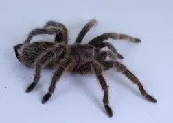 16516 tarantula eating cricket