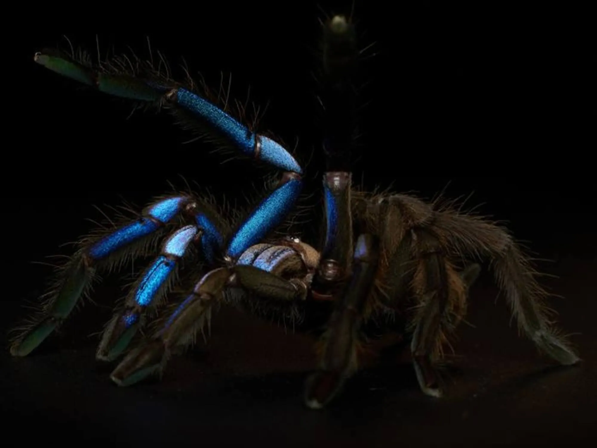 16519 blue tarantula spider image2
