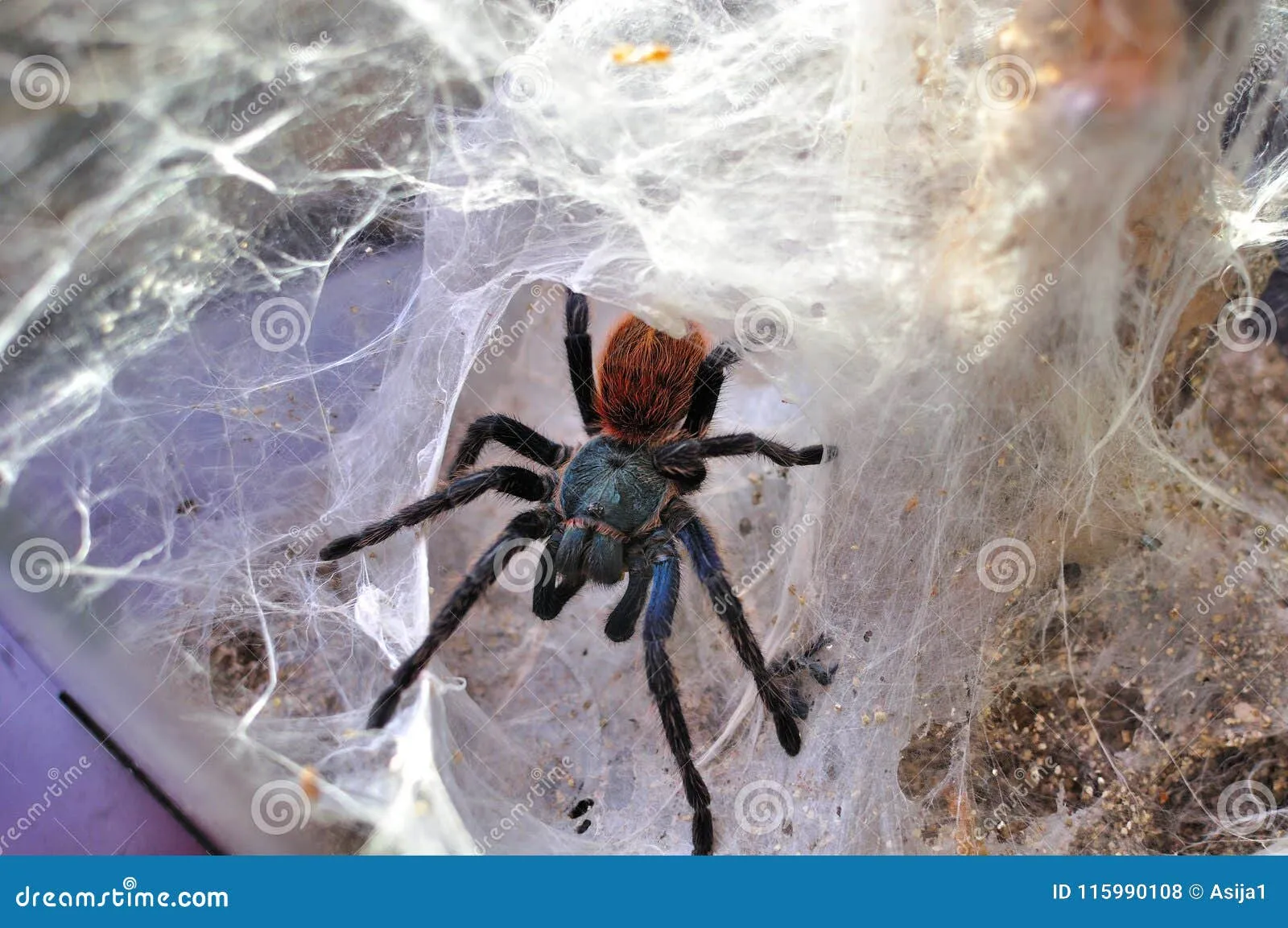 16519 blue tarantula spider image3