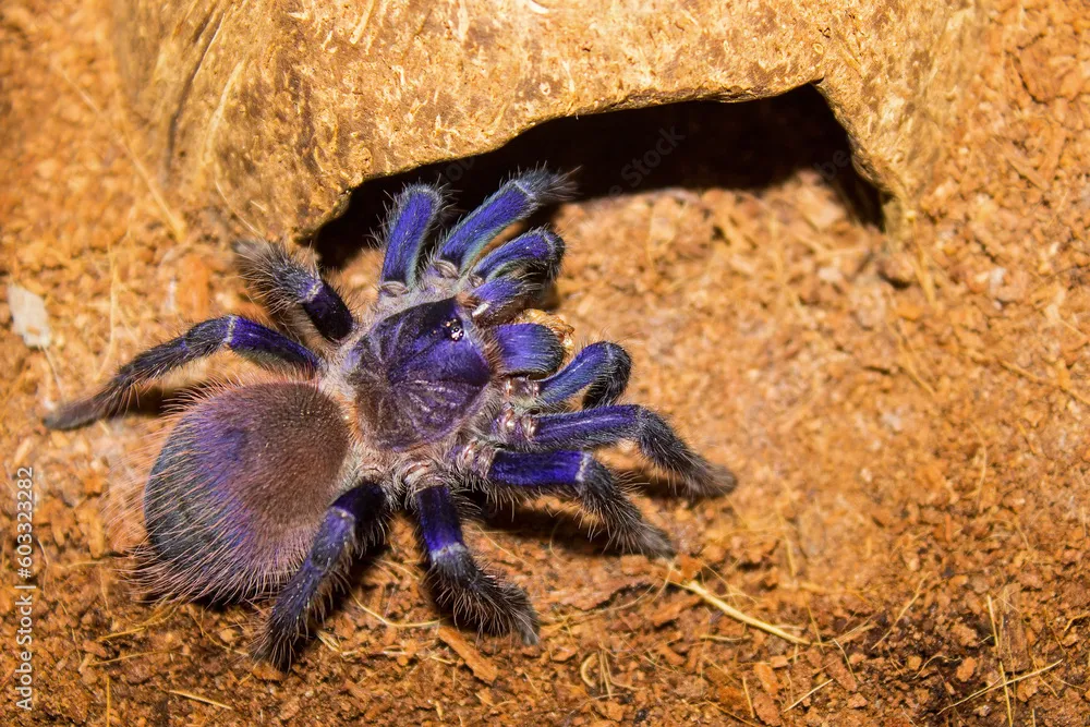 16519 blue tarantula spider image5