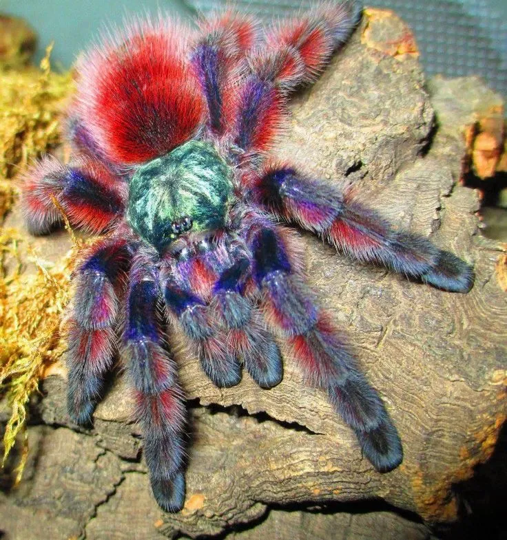 16519 blue tarantula spider image7