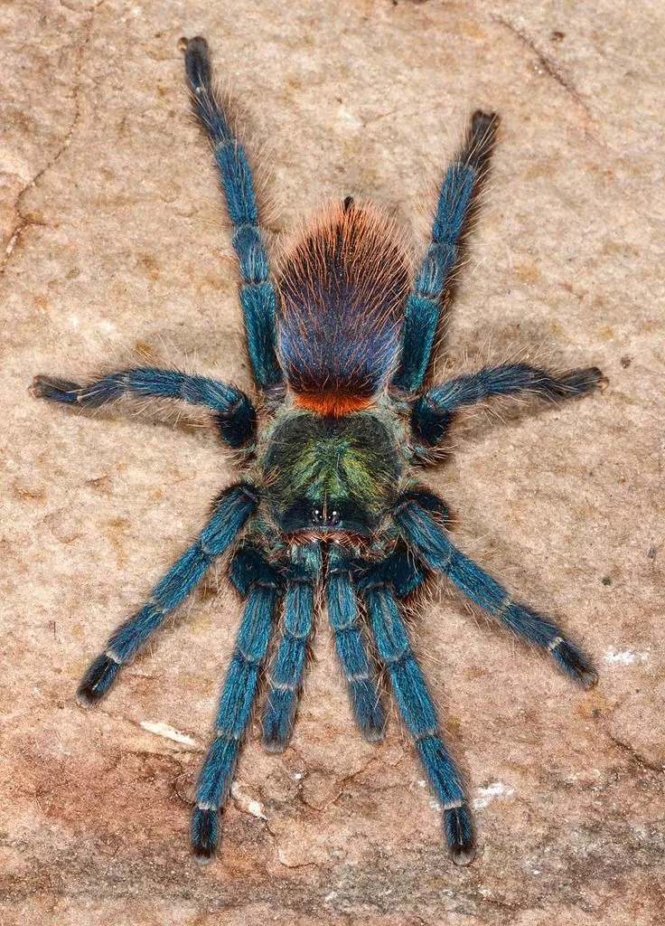 /img/16519-blue-tarantula-spider-image8.webp