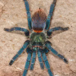 /img/16519-blue-tarantula-spider-image8.webp