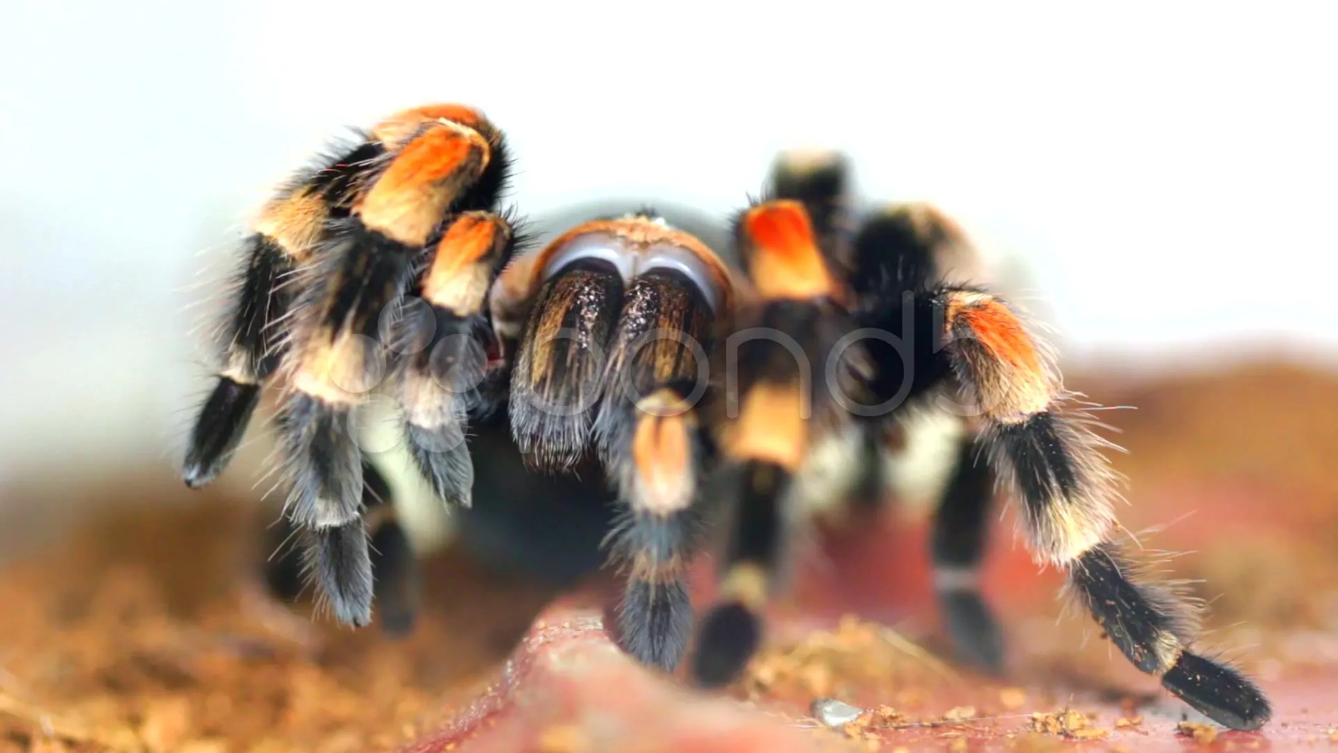 16521 mexican red knee tarantula feeding