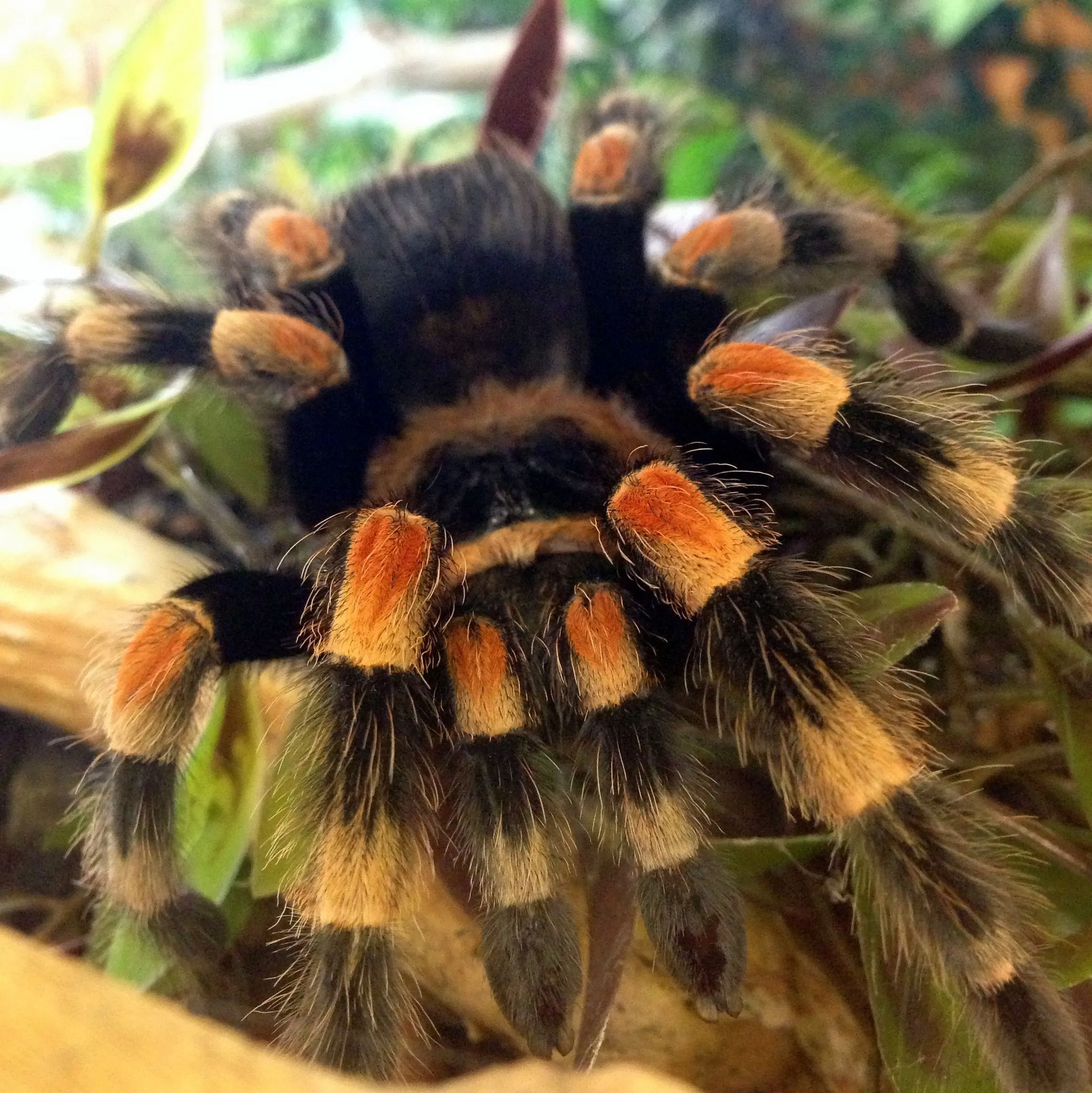 /img/16521-mexican-red-knee-tarantula-uk-map.webp
