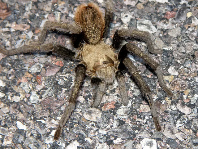 16522 arizona blond tarantula burrow