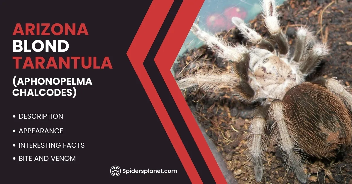 16522 arizona blond tarantula feeding