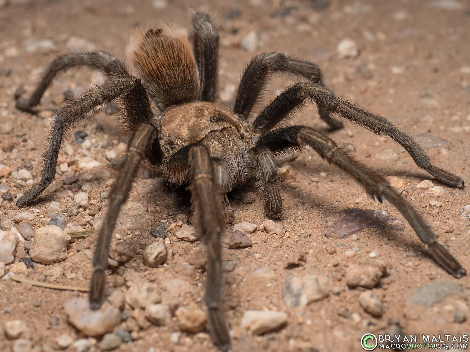 16522 arizona blond tarantula habitat