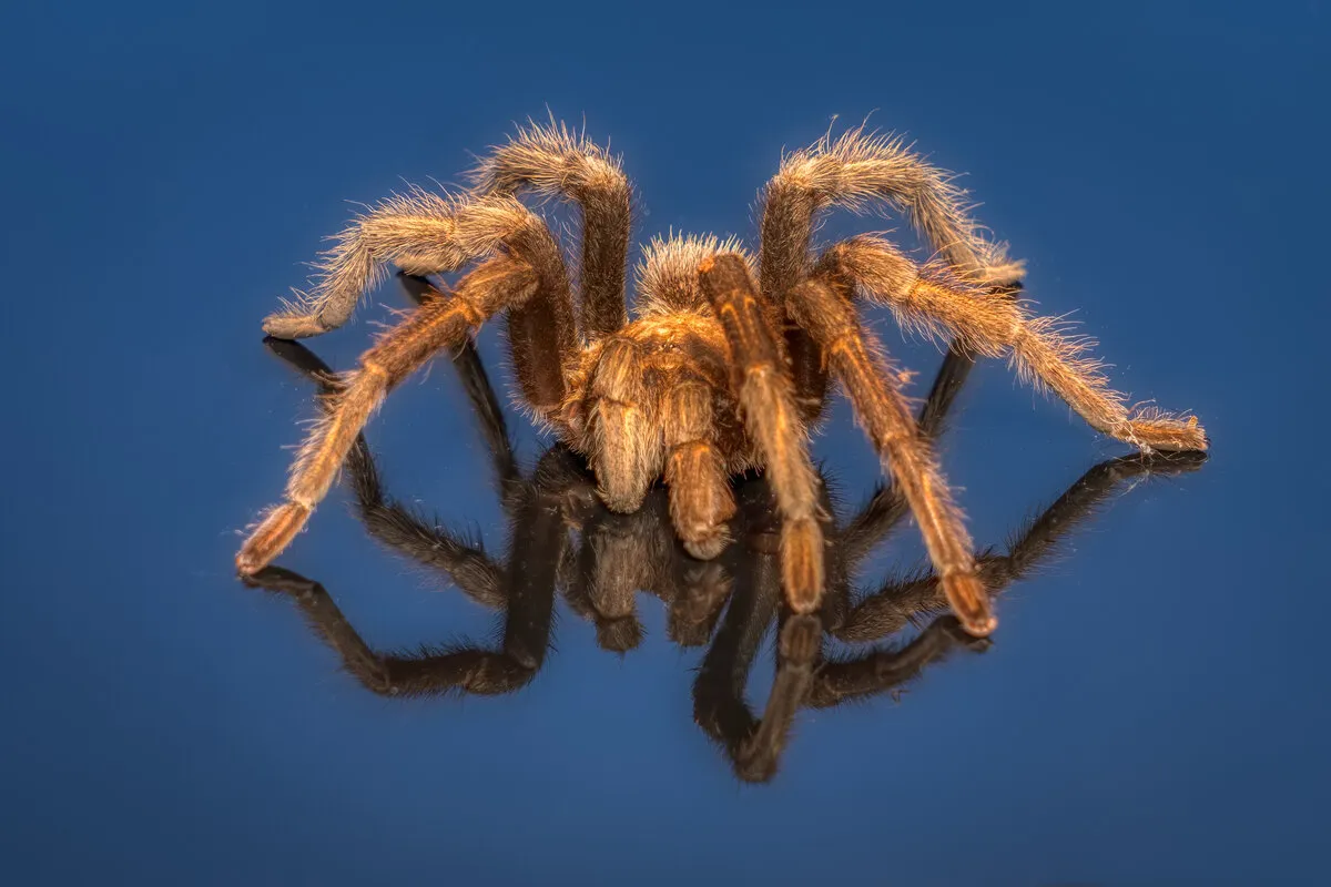 16522 arizona blond tarantula mating