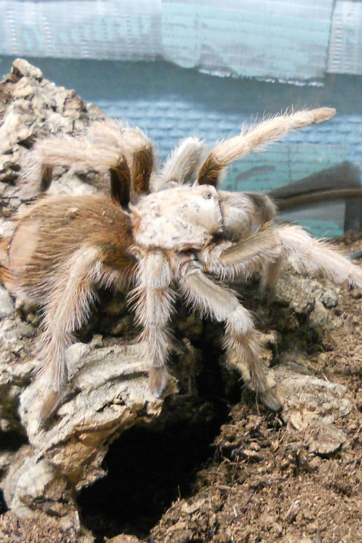 16522 arizona blond tarantula overview